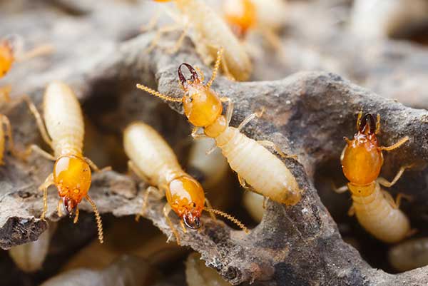 Termite Control
