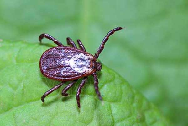 Ticks Control